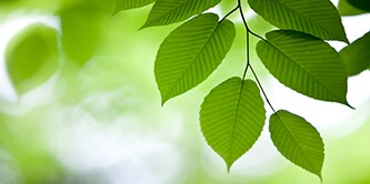 Imagen de las hojas verdes de un árbol desde cerca.
